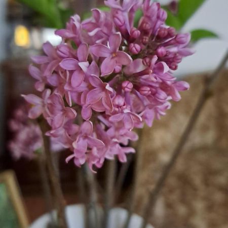 福纳吉沃尔特住宿加早餐旅馆 瓦茨 外观 照片